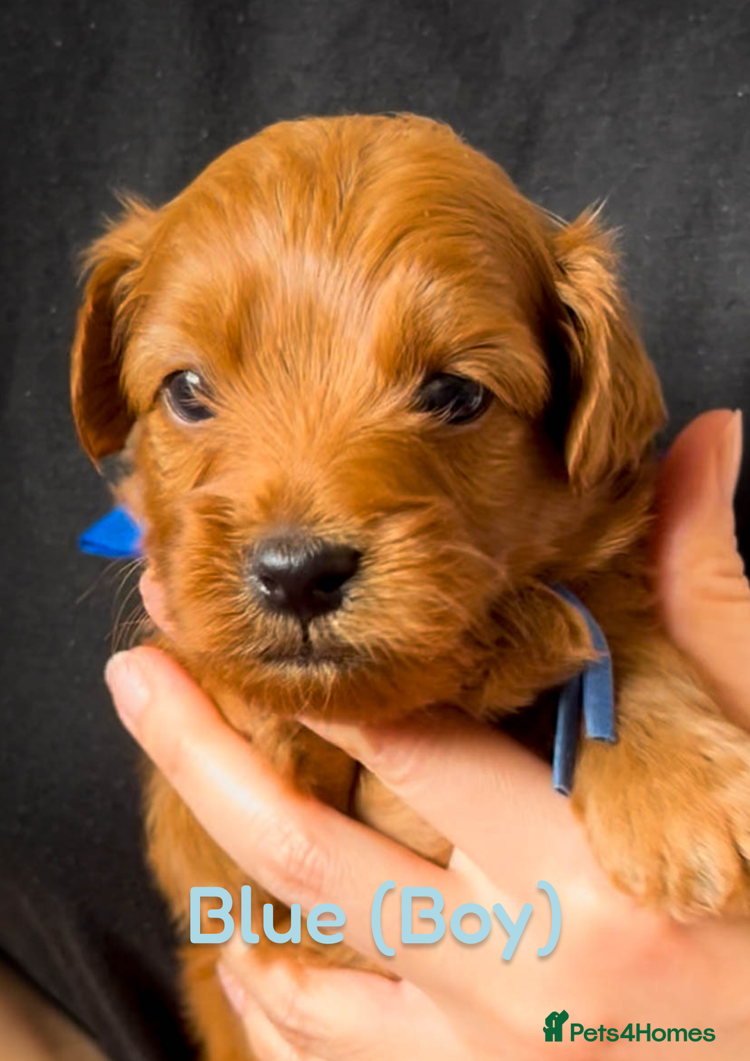 Cavapoo dogs for sale: 🌟Adorable All Red F1bb Cavapoo puppies🌟 - Image 8