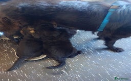 German Shepherd dogs for sale: German shepherd  - Image 3