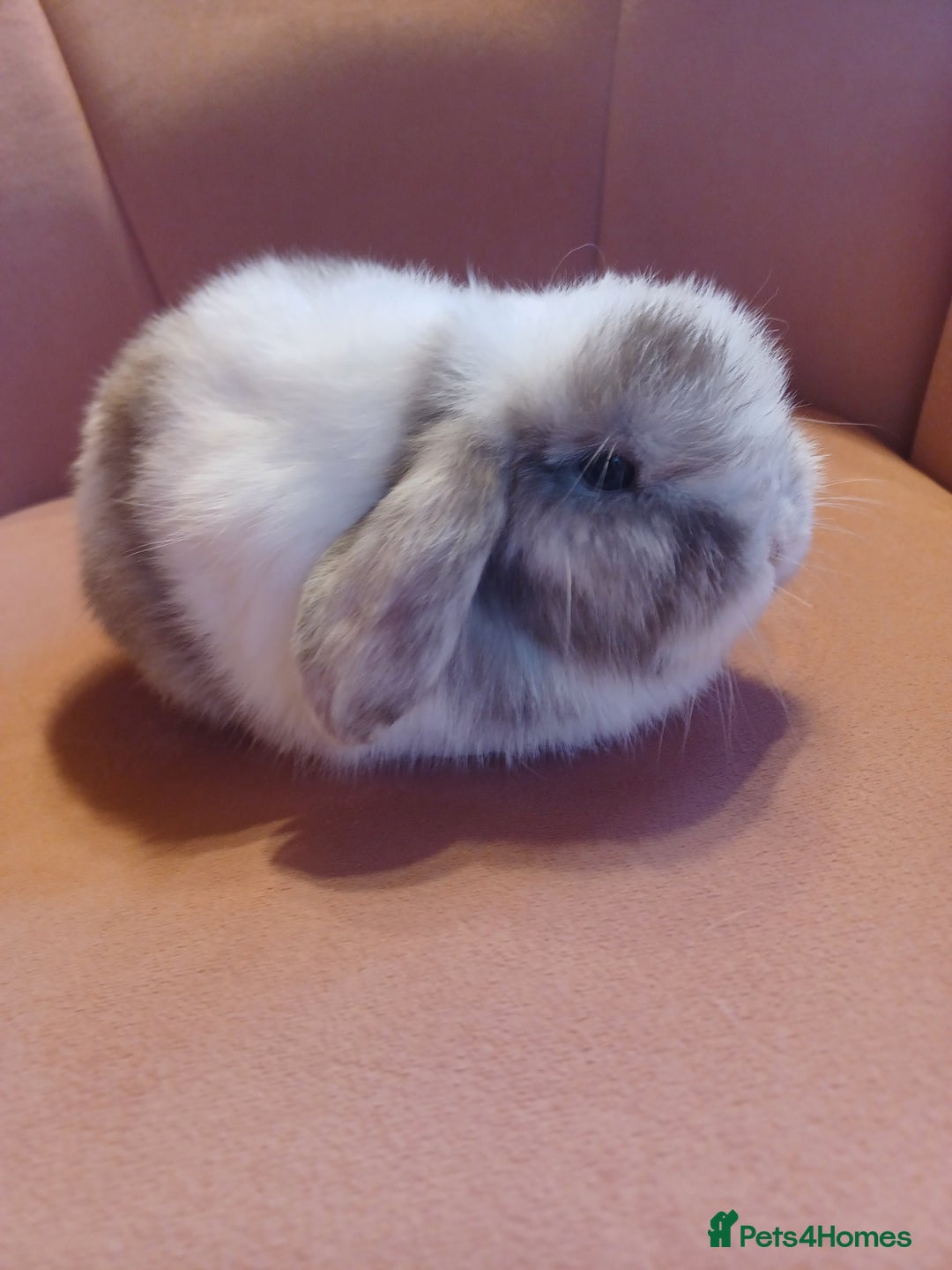 Mini Lop rabbits for sale: Chocolate Magpie Mini Lop Doe Ready now   - Advert 3