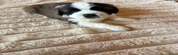 Saint Bernard dogs for sale: 4 beautiful kc reg st bernerd puppies. in Wisbech - Advert 2
