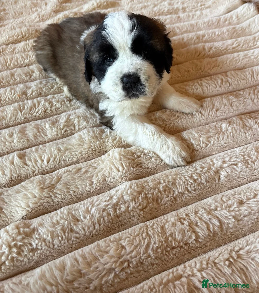 Saint Bernard dogs for sale: 4 beautiful kc reg st bernerd puppies. in Wisbech - Advert 2