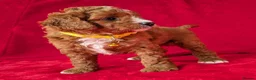 Cavapoo dogs for sale: All puppies reserved. - Advert 6