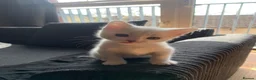 Mixed Breed cats for sale: Male kitten ready to leave - Advert 1