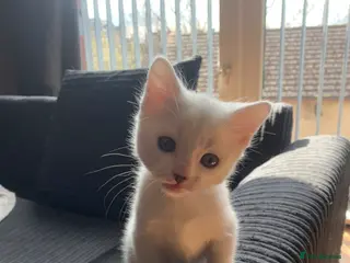 Mixed Breed cats Male kitten ready to leave - Advert 8