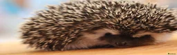 Pygmy Hedgehog rodents for sale: Three beautiful boys for sale - Advert 5
