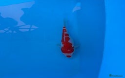 Koi Carp fish for sale: Koi Carp for Sale of Various Varieties and Ages - Image 1