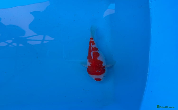 Koi Carp fish - Advert 4