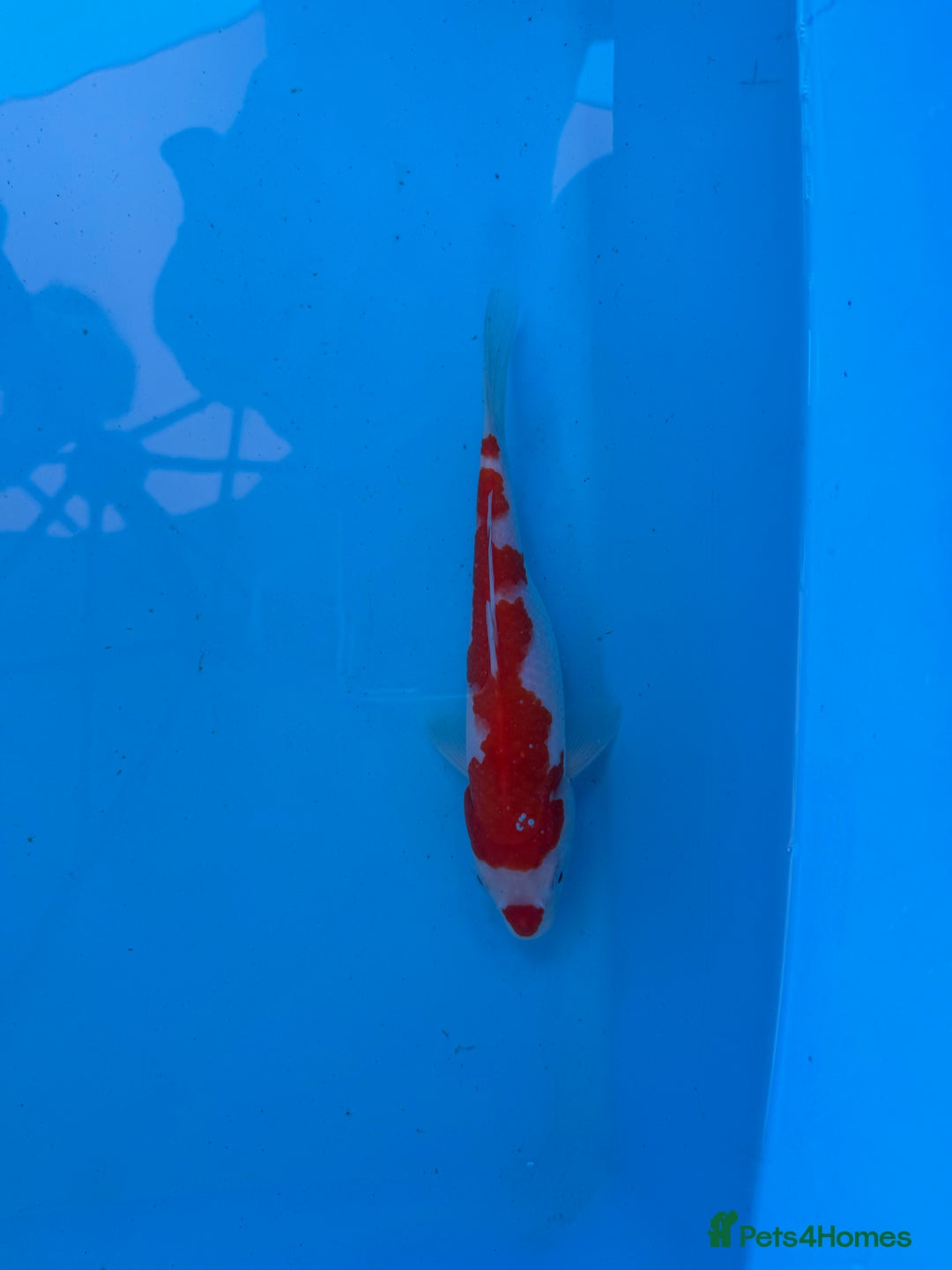 Koi Carp fish for sale: Koi Carp for Sale of Various Varieties and Ages - Image 1