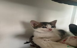 Mixed Breed cats for sale: Beautiful mixed breed kittens - Image 4