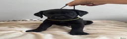 Labrador Retriever dogs for sale: Kelwyn Litter - Advert 5