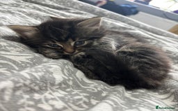 British Longhair cats for sale: Kittens for sale  - Image 2