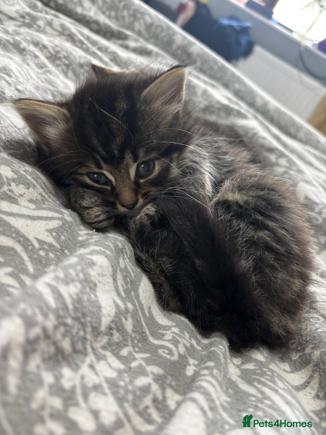 British Longhair cats for sale: Kittens for sale  - Image 2
