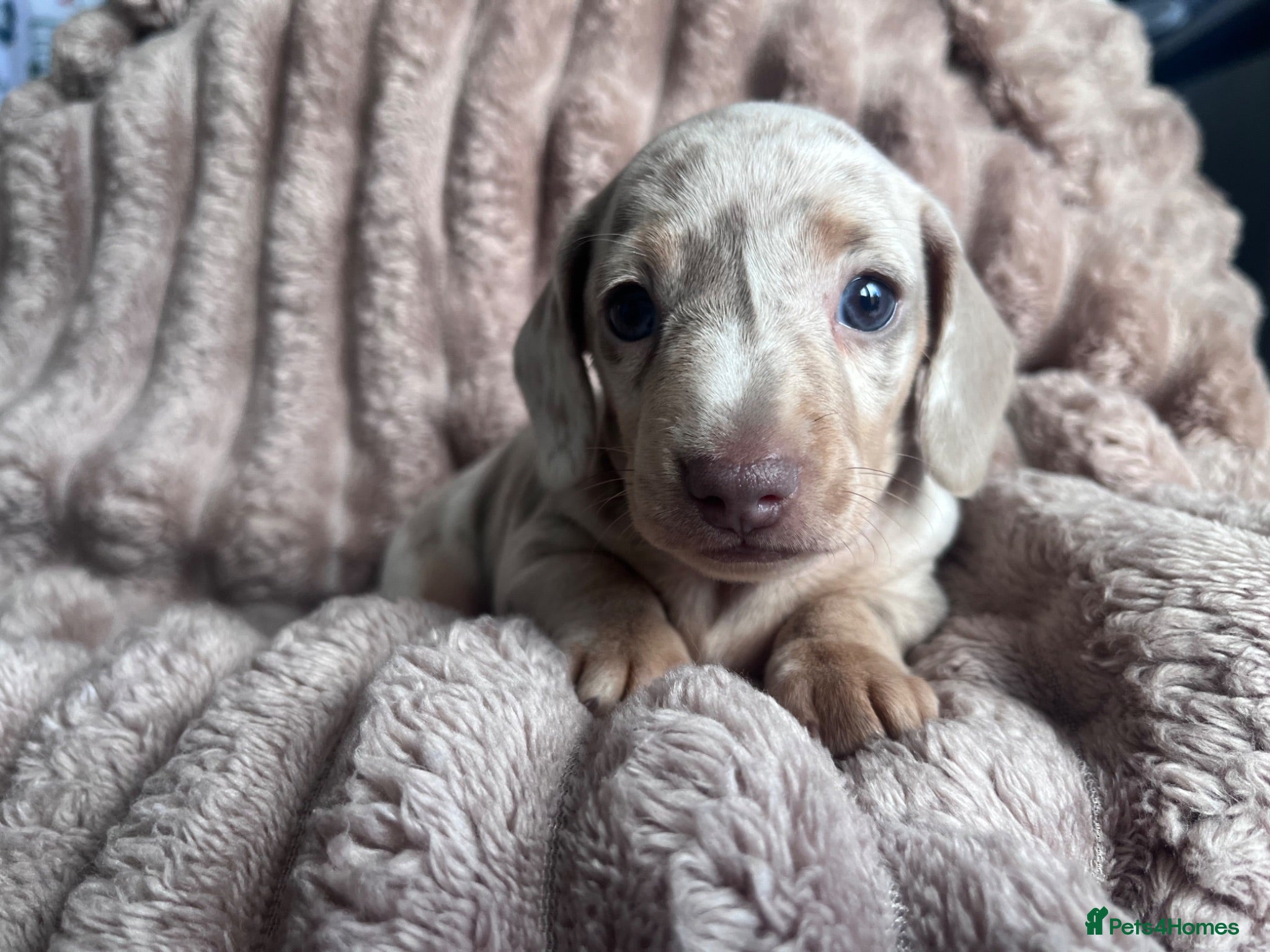 Miniature Dachshund dogs Miniature Dachshund Dapple Puppies  - Advert 10