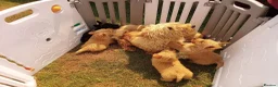 Scottish Terrier dogs for sale: Scottish terrier puppies in Brecon - Advert 5