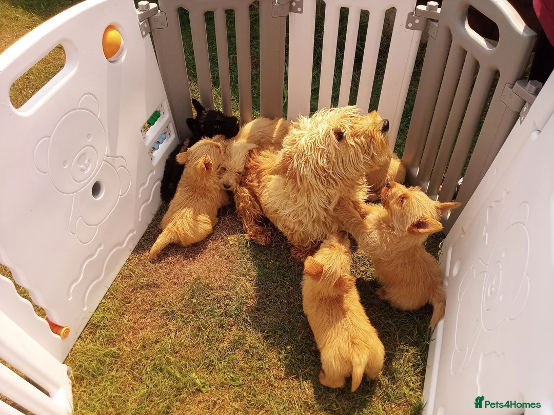 Scottish Terrier dogs for sale: Scottish terrier puppies in Brecon - Advert 5