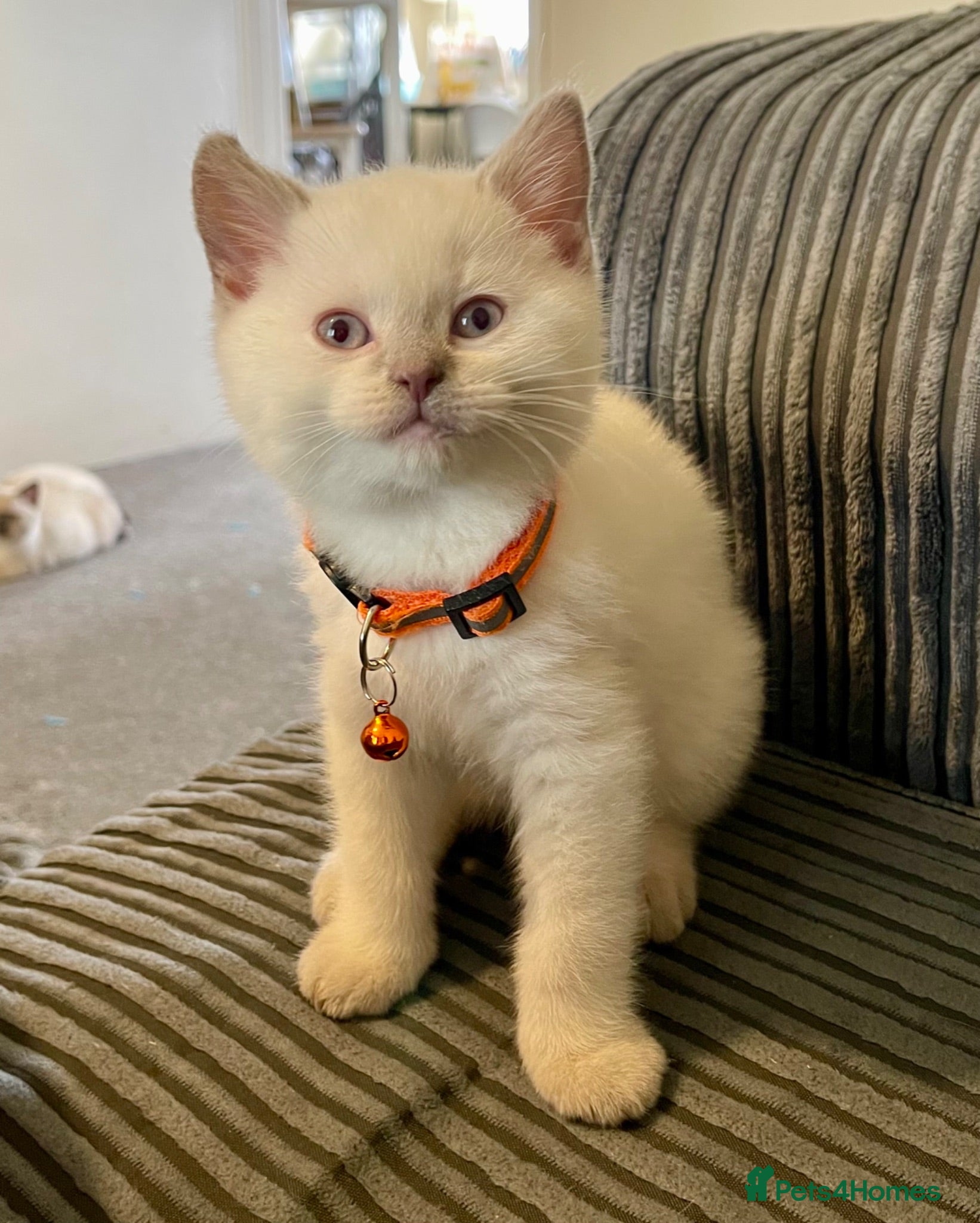 British Shorthair cats 💙 GCCF Blue Colourpoint BSH Kittens - Advert 2