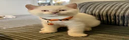 British Shorthair cats for sale: 💙 GCCF Blue Colourpoint BSH Kittens - Advert 8