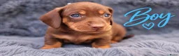 Miniature Dachshund dogs for sale: ❤️KC registered 8 Miniature Dachshund Puppies ❤️ - Advert 26