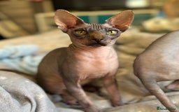 Sphynx cats for sale: 2 sphynx sisters looking for new home  - Image 3