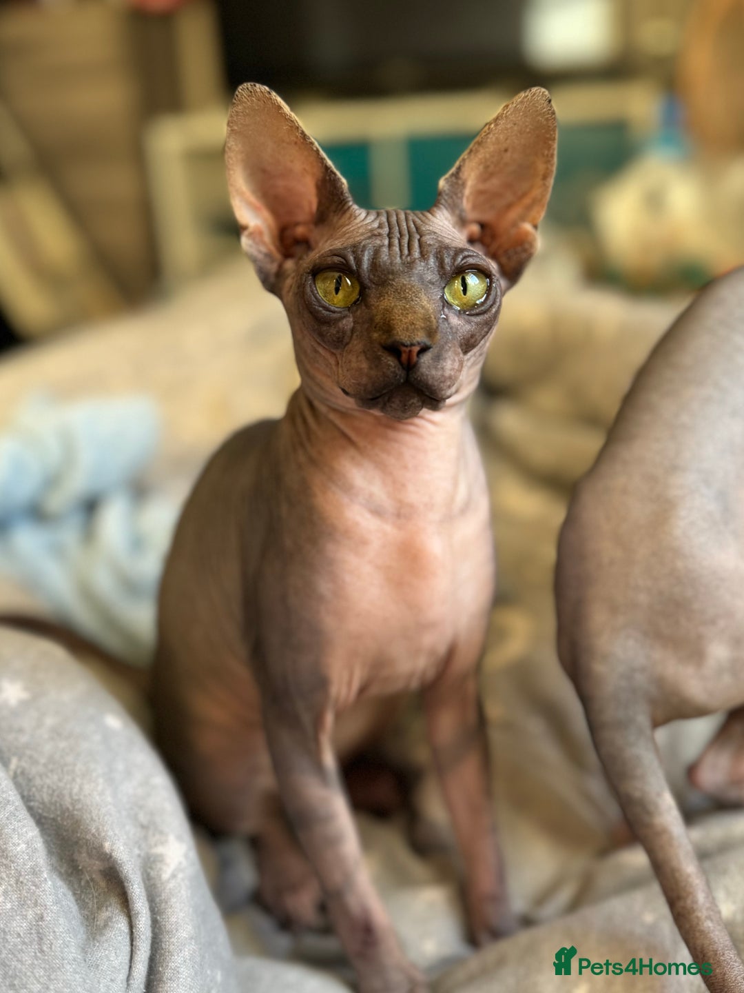 Sphynx cats for sale: 2 sphynx sisters looking for new home  - Image 3