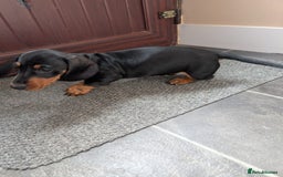 Miniature Dachshund dogs for sale: Miniature Dachshund Puppies  - Image 11