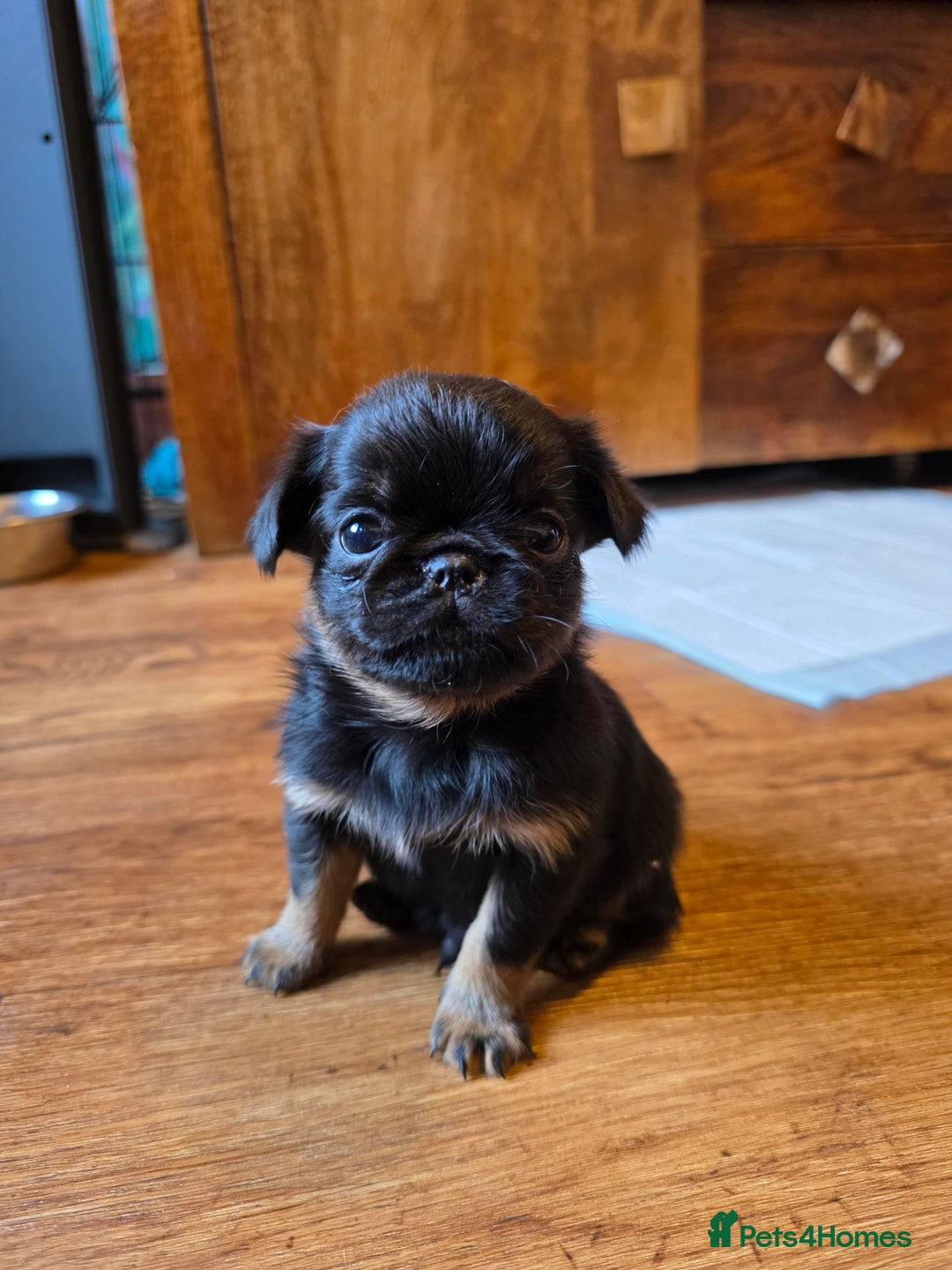 Griffon Bruxellois dogs for sale: KC Registered Rough Brussels Griffon  - Advert 16
