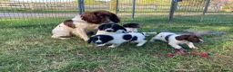 Sprocker dogs for sale: Sprocker Spaniel puppies  - Advert 8