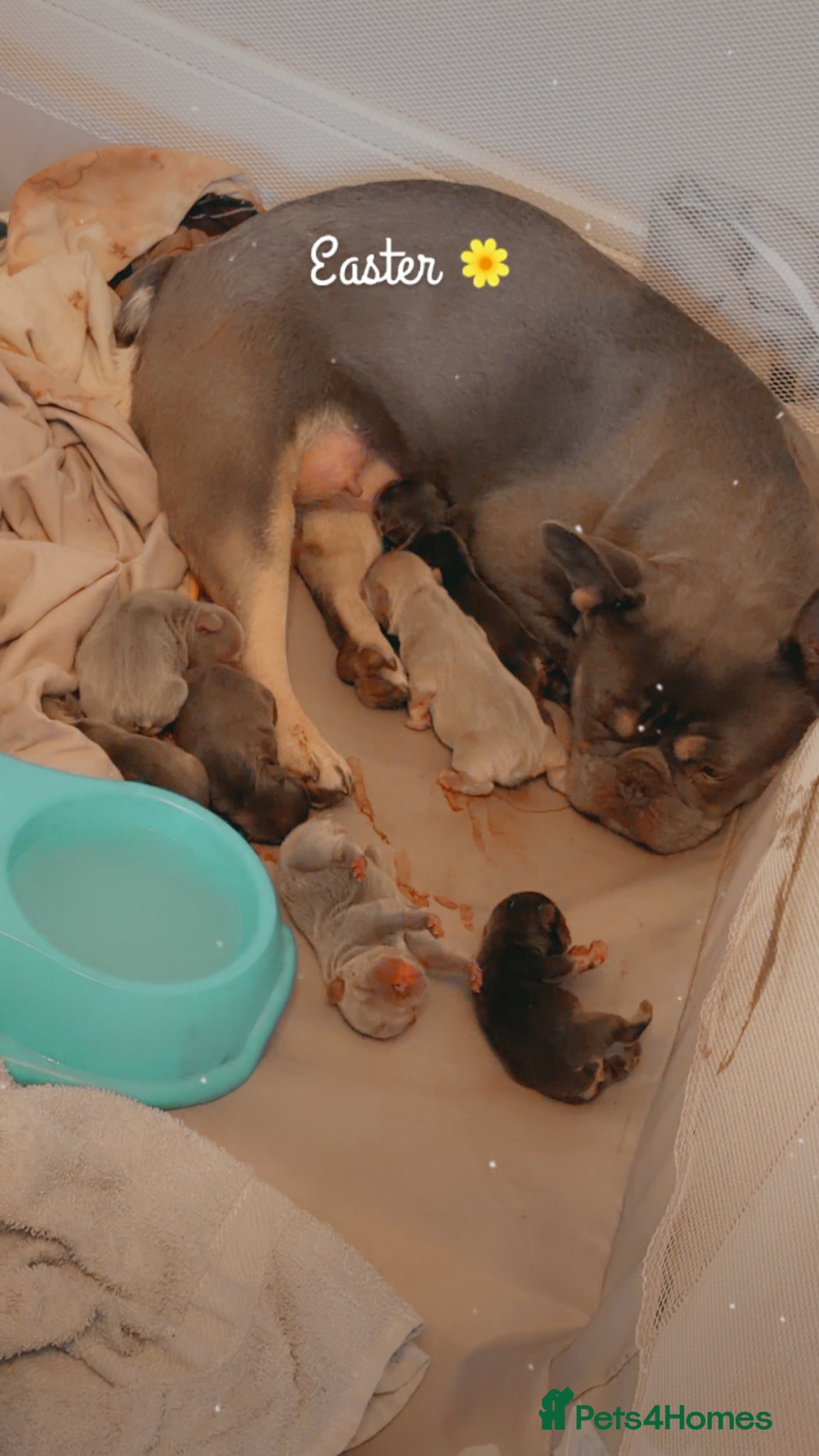 French Bulldog dogs Fluffy French bulldog puppies  - Advert 2