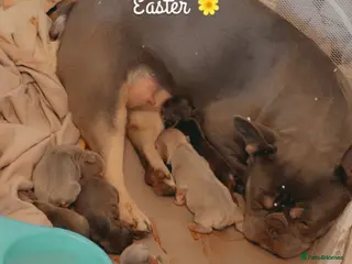 French Bulldog dogs Fluffy French bulldog puppies - Advert 2