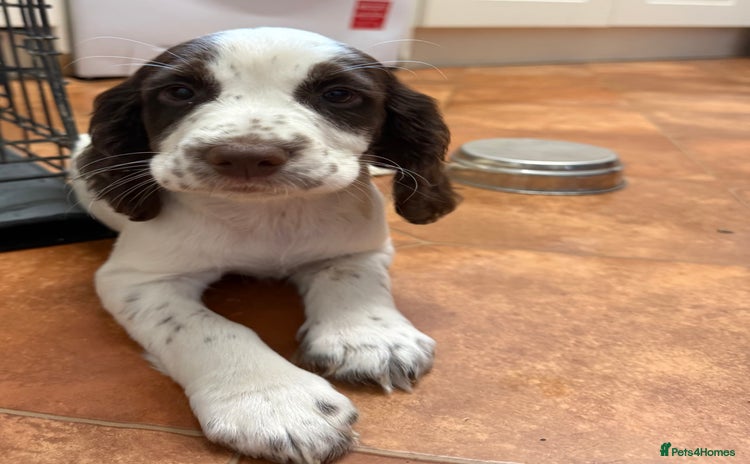 Cocker Spaniel dogs - Advert 1