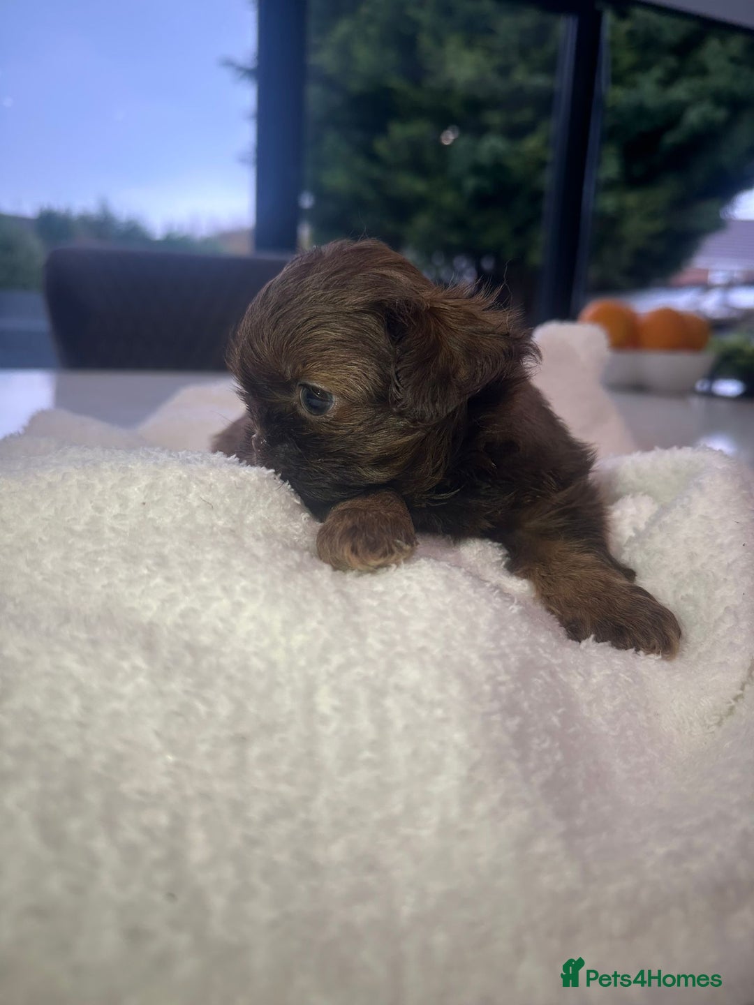 Shih Tzu dogs for sale: 🐶Imperial ShihTzu Puppies–Exceptional Bloodline🐶 - Image 27