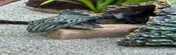 Plecos fish for sale: Juwel Rio 240L full tank set up with rare plecos - Advert 9