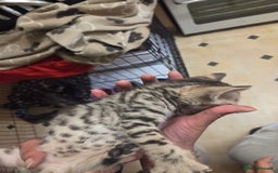 Bengal cats for sale: Beautiful 1/2 bengal kittens - Image 39