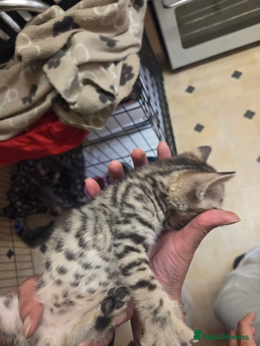 Bengal cats for sale: Beautiful 1/2 bengal kittens - Image 39
