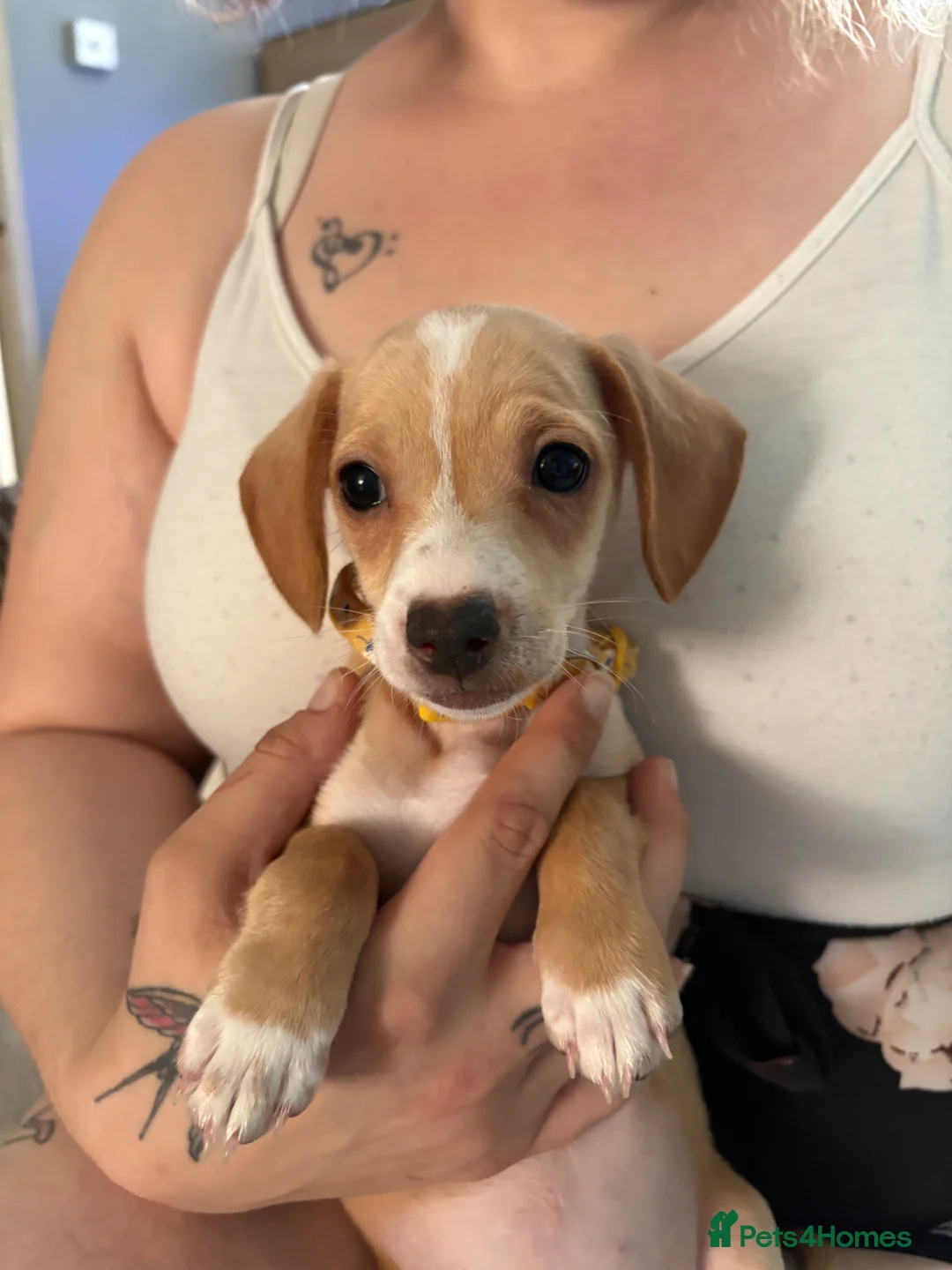 Mixed Breed dogs for sale: 3 pups left for sale  - Advert 5