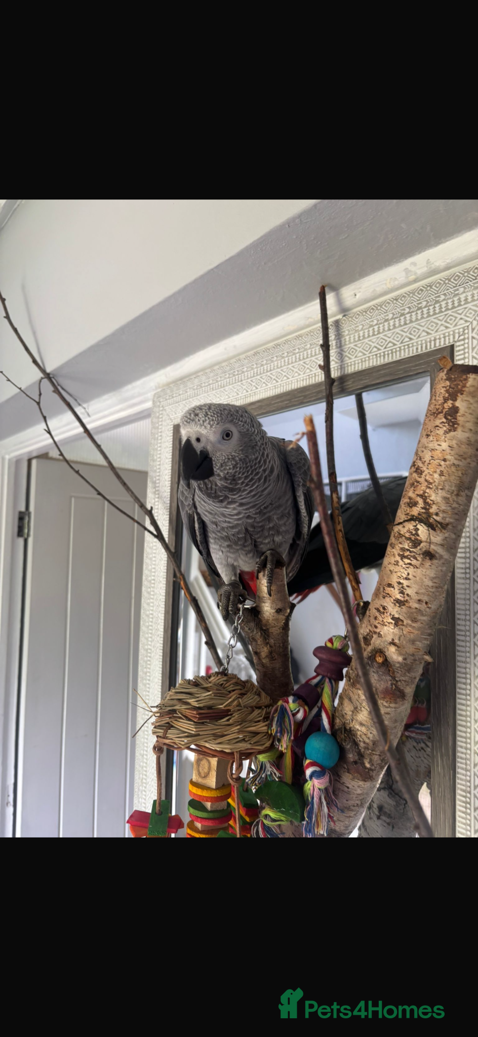 Parrots birds for sale: Hand reared 10 month old female African grey - Advert 6