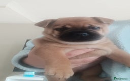 Mixed Breed dogs for sale: Frenchie  chow  - Image 5