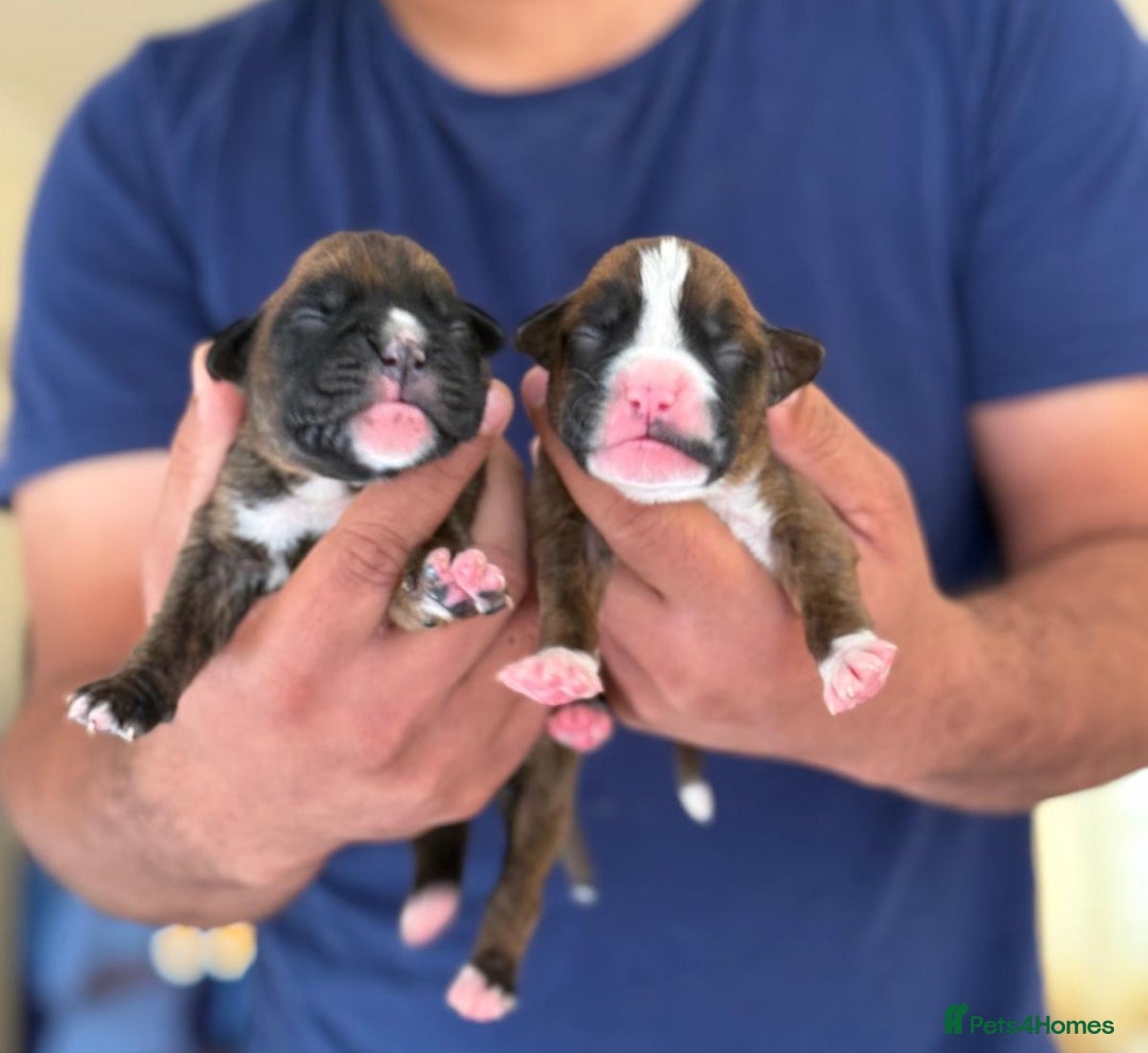 Boxer dogs for sale: Champion Sired KC Reg boxer puppies available - Image 5