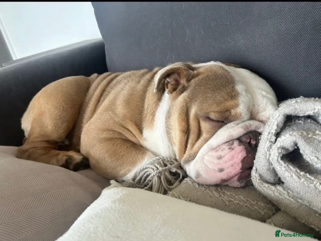 English Bulldog dogs for stud: Fawn English bulldog for stud - Advert 5