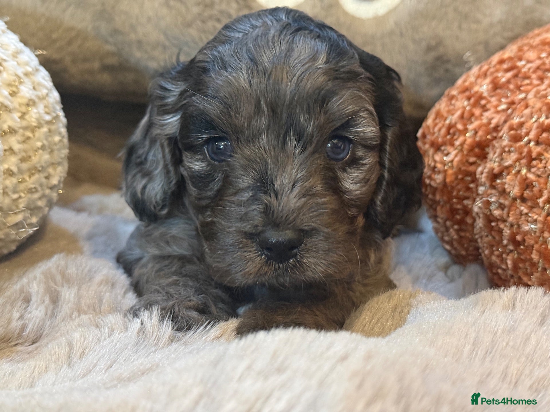 Cavapoo dogs Stunning coloured F1 Cavapoo’s - Advert 1