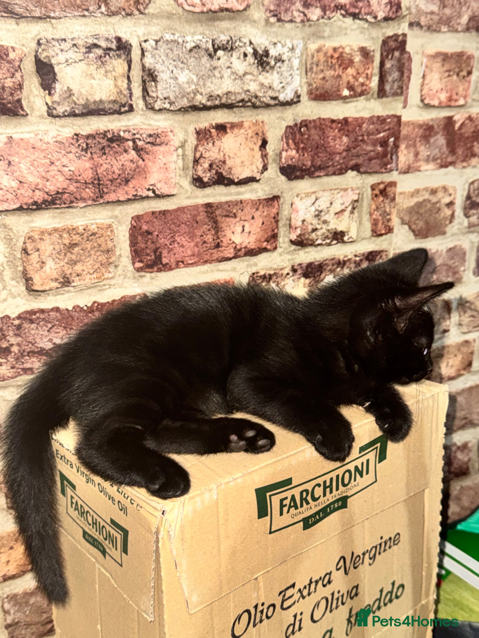 Mixed Breed cats 2 black kittens  - Advert 1
