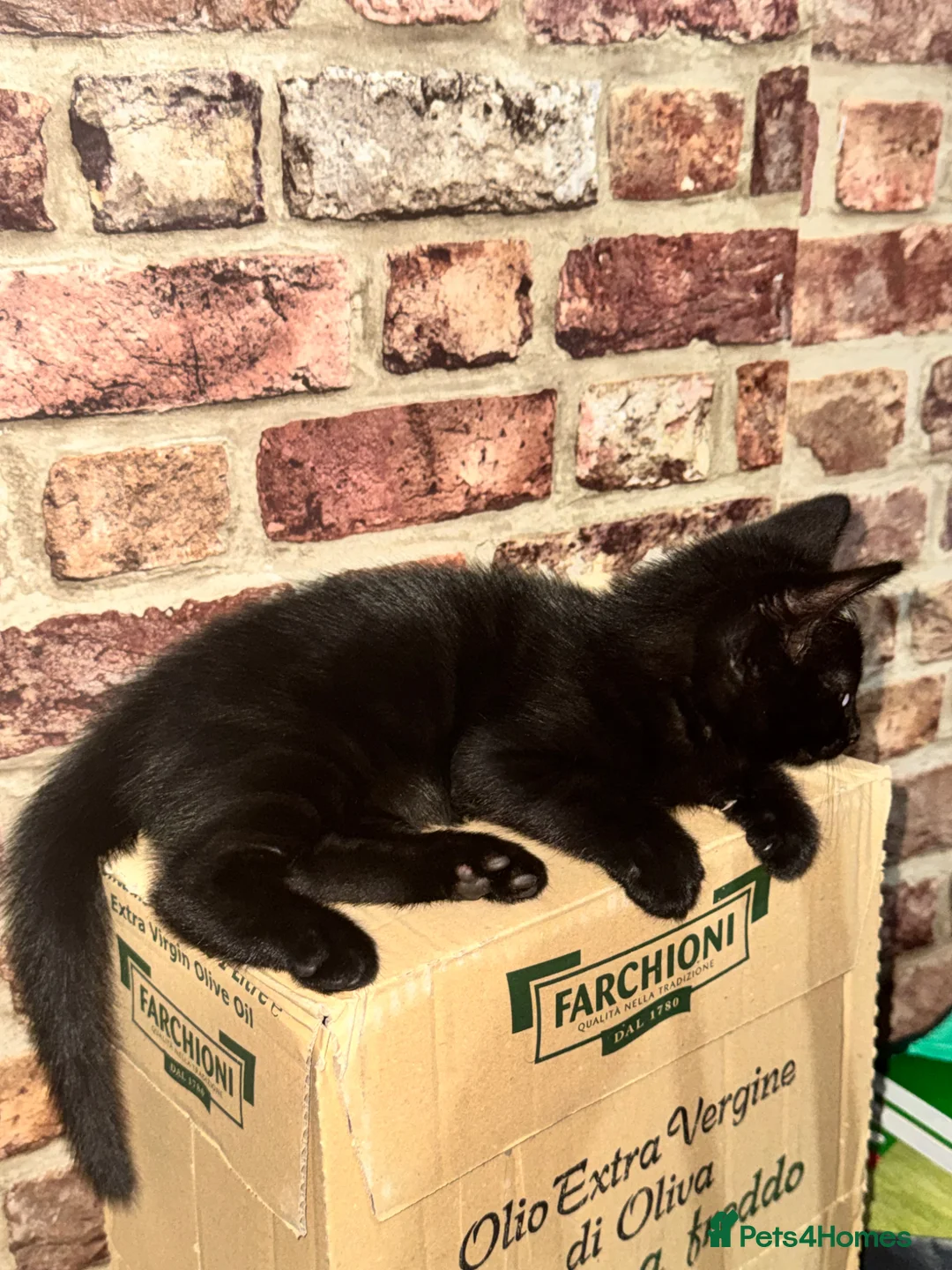 Mixed Breed cats for sale: 2 black kittens  in London - Advert 1
