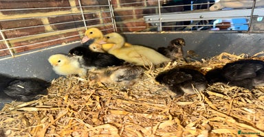 Ducks poultry - Advert 5