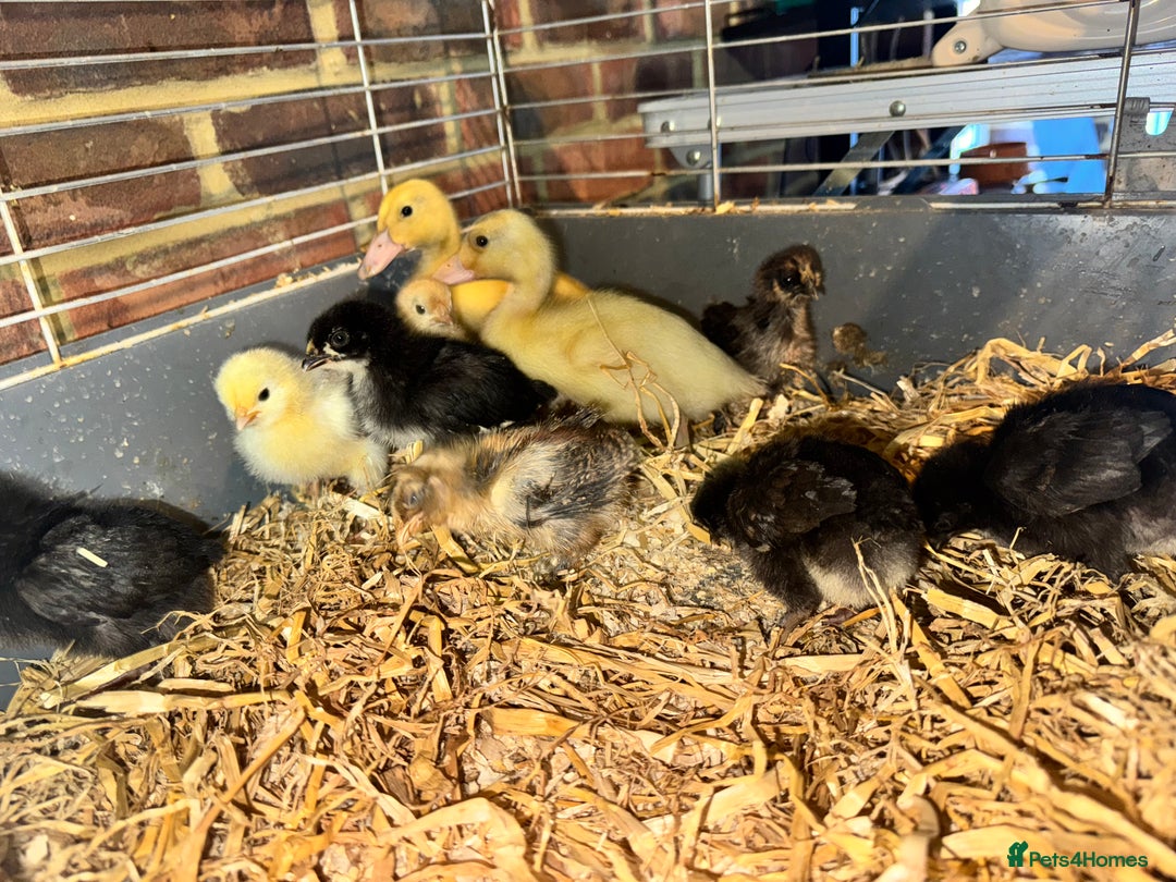 Ducks poultry for sale: Ducklings and chicks  - Image 2