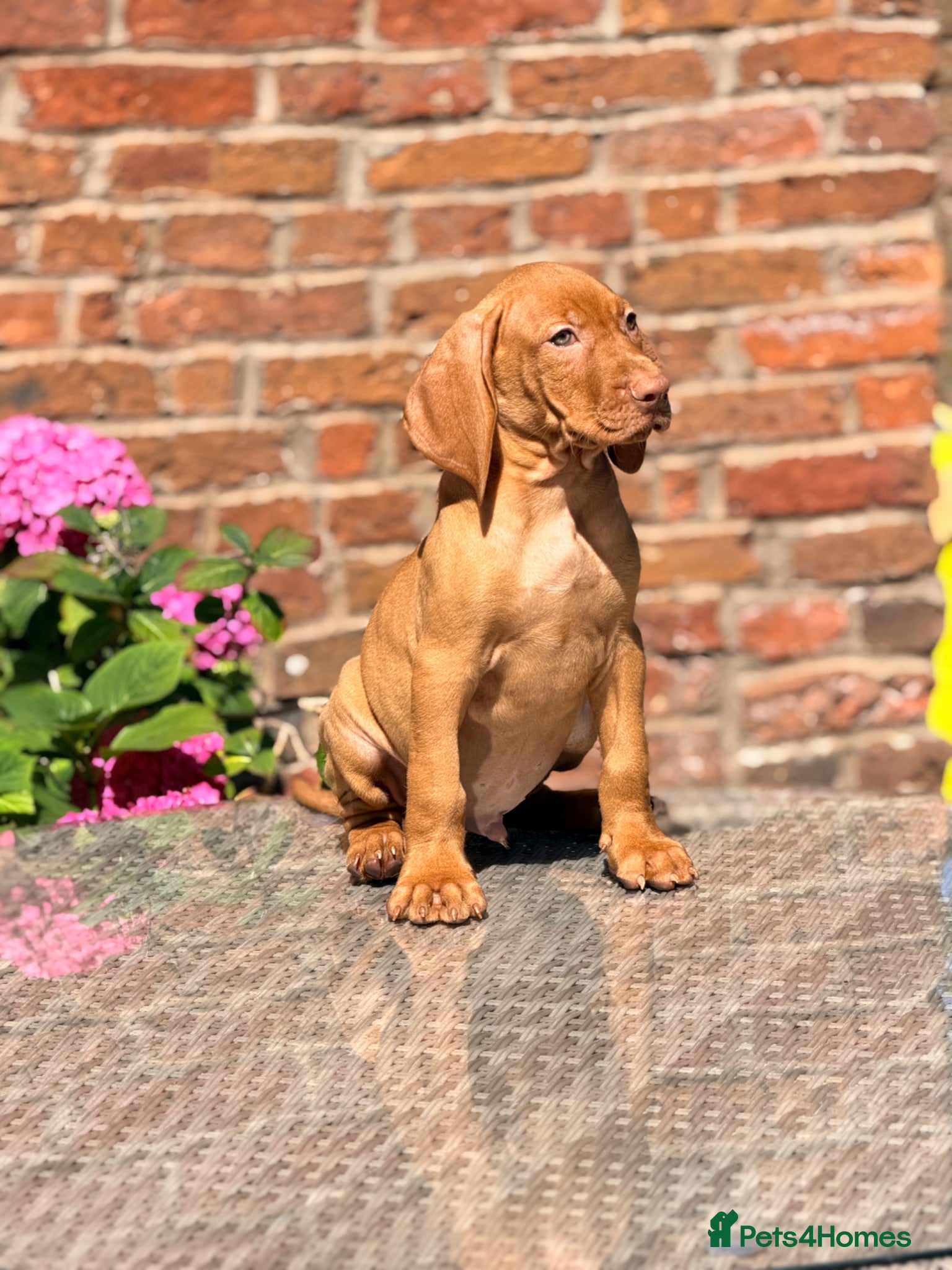 Hungarian Vizsla dogs Premium Male Hungarian Vizsla Puppies  - Advert 2
