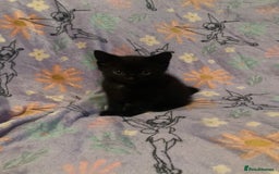 Domestic Shorthair cats for sale: 6 Black Kittens - Ready to leave! - Image 1