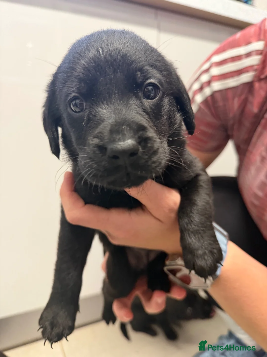 Labrador Retriever dogs for sale: Chunky black Labrador pups 💕 - Advert 2
