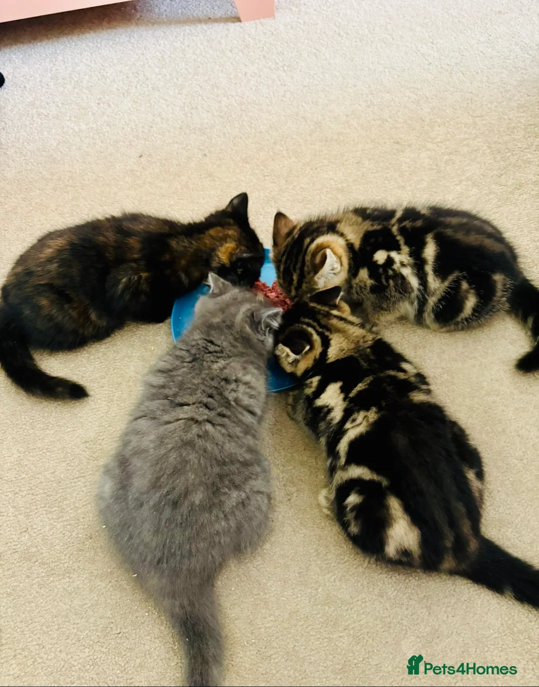 British Shorthair cats for sale: The friendliest British Shorthair kittens - Advert 2