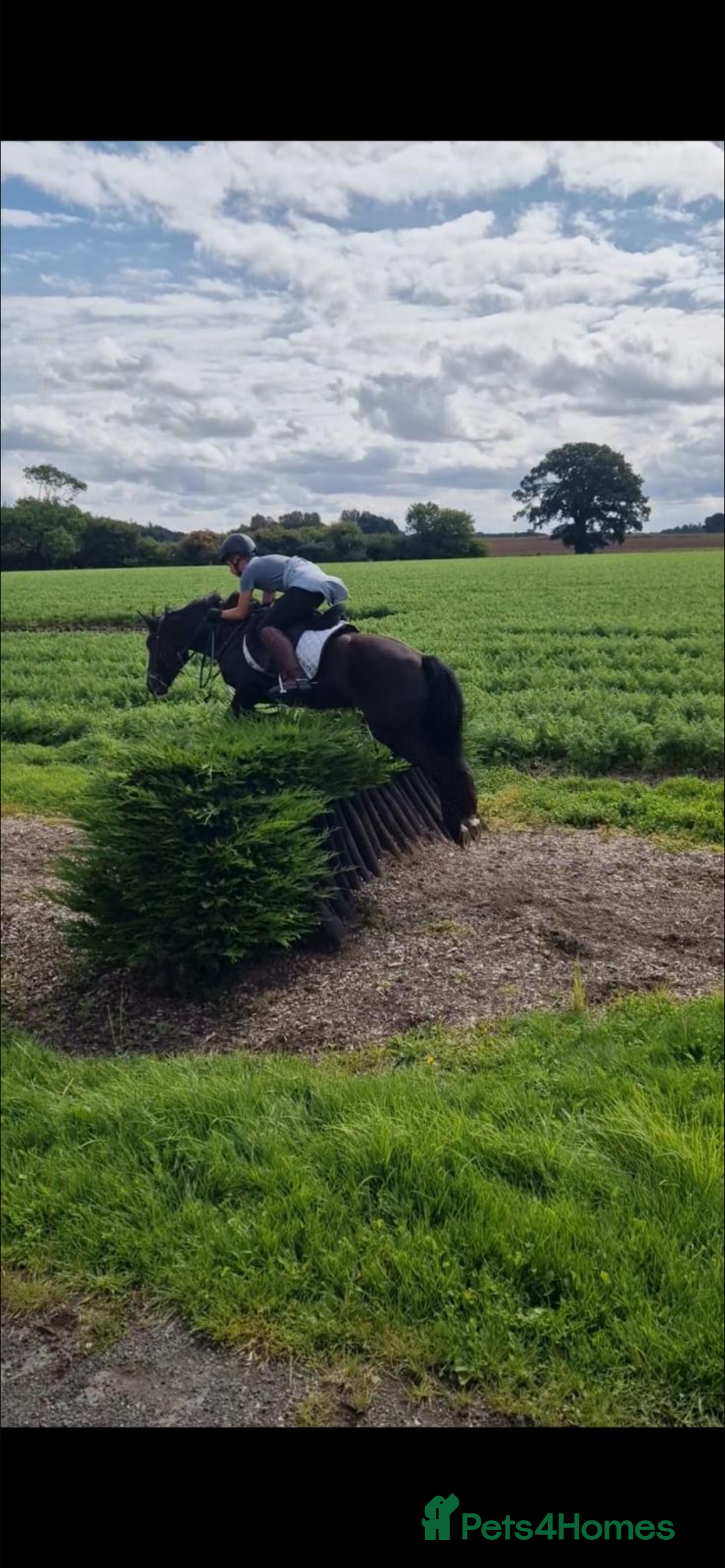 Other Breed horses for sale: Alrounder - Advert 6