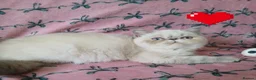 Exotic cats for sale: EXCEPTIONAL PERSIAN EXOTIC KITTENS  - Advert 21